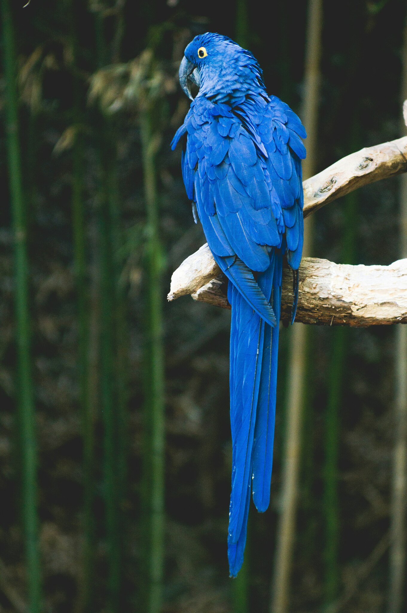 Arara Azul