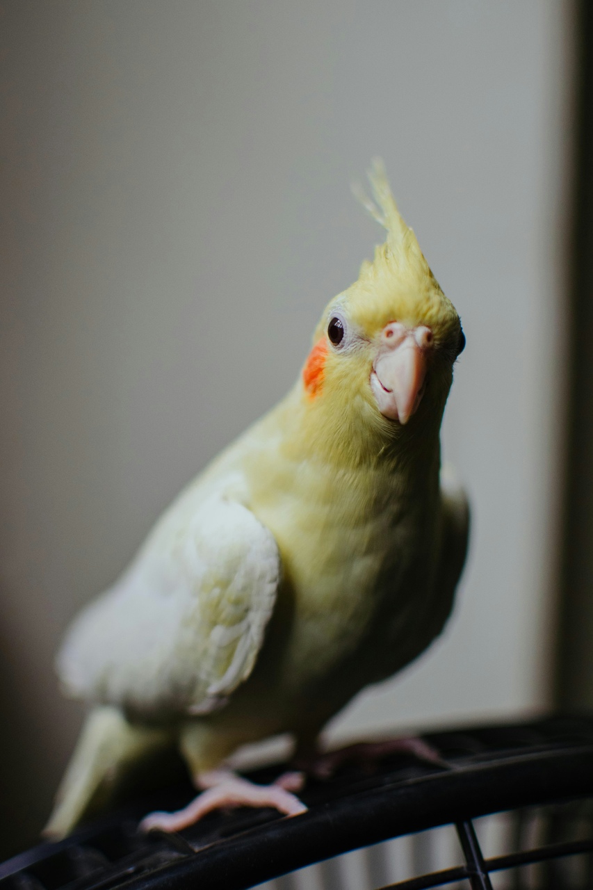 Calopsita