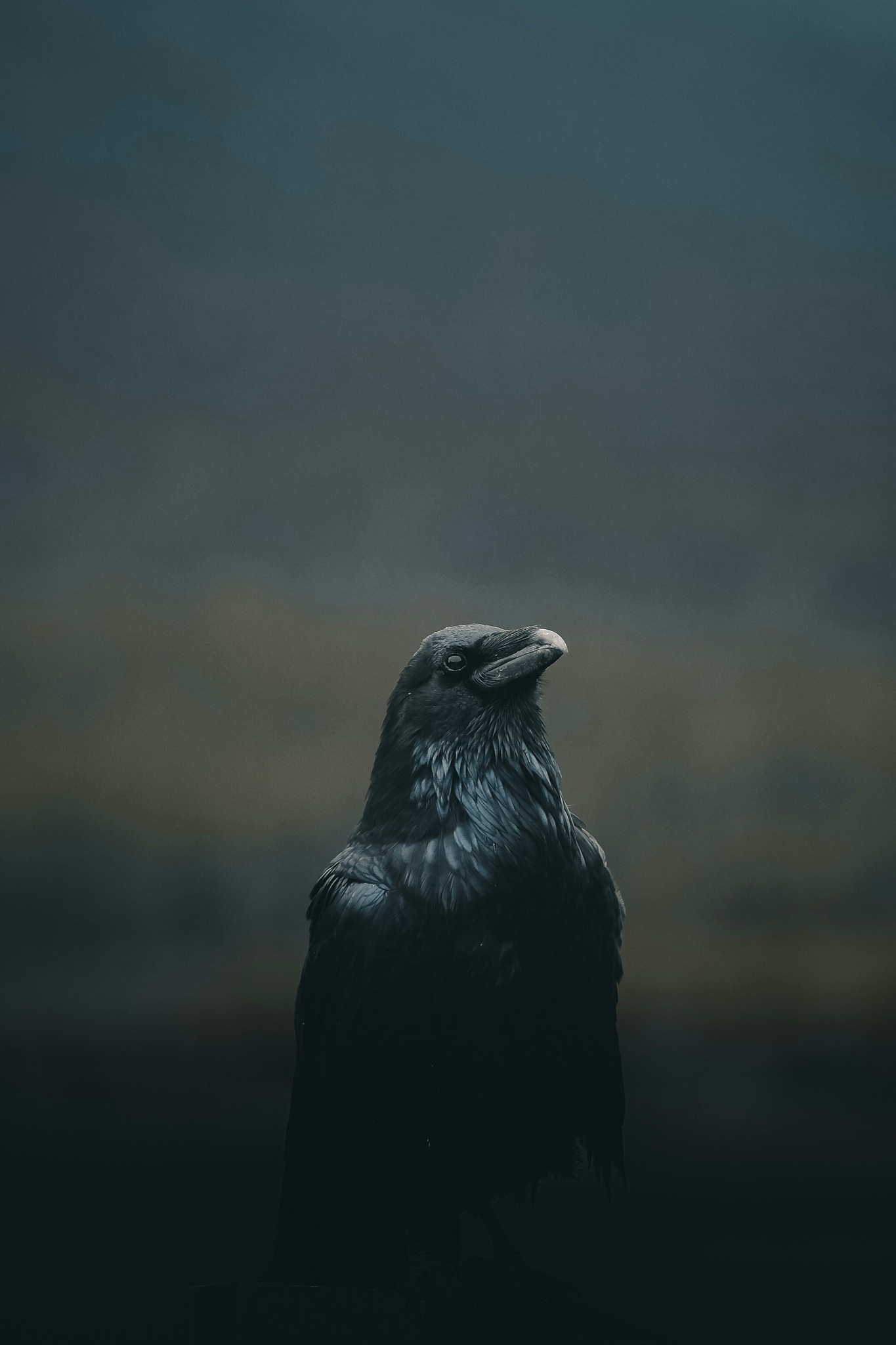 Corvo