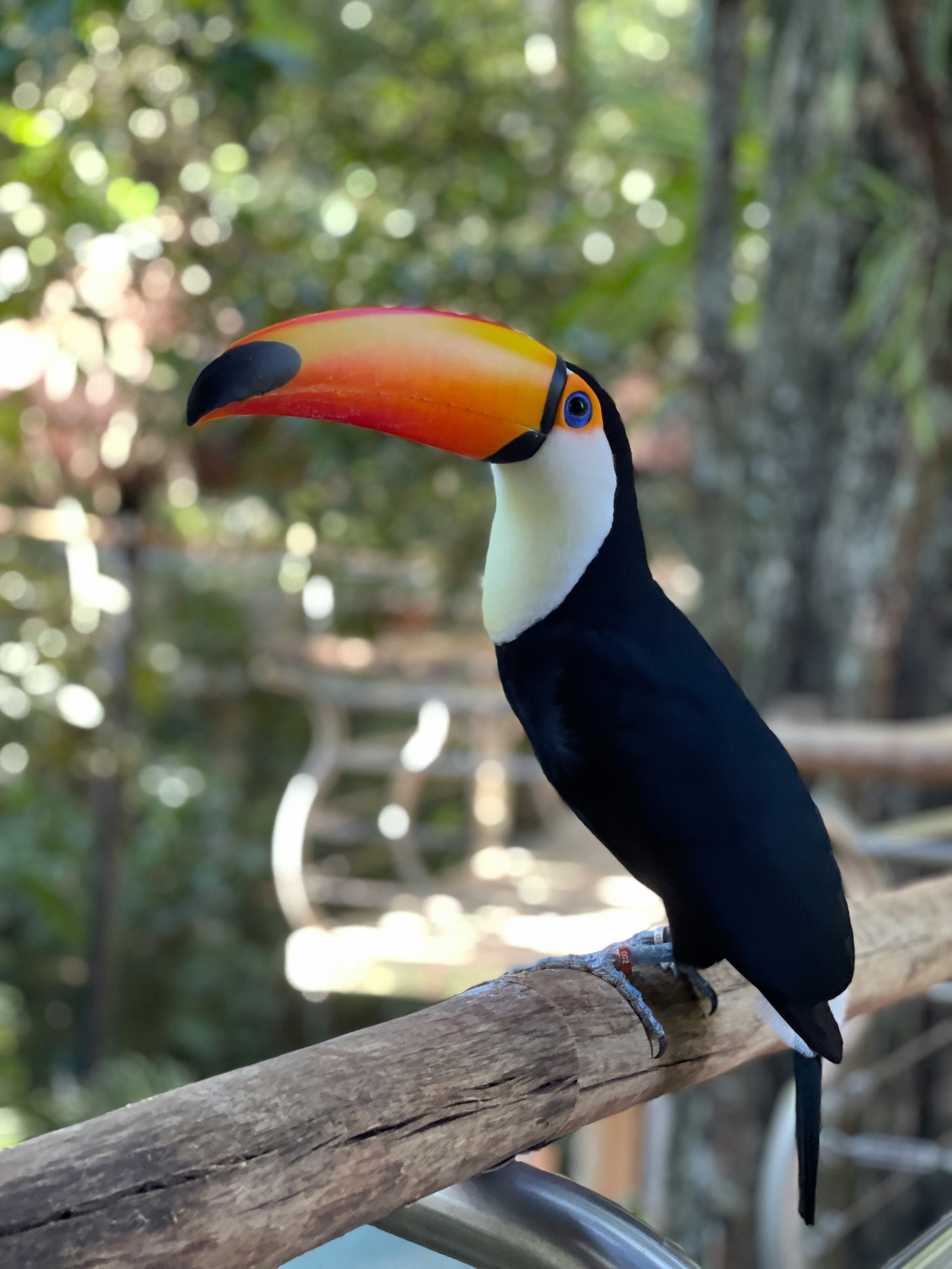 Tucano